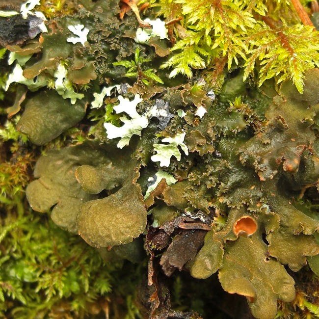 Status of Lichen