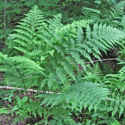 Status of Old-Forest Vascular Plants