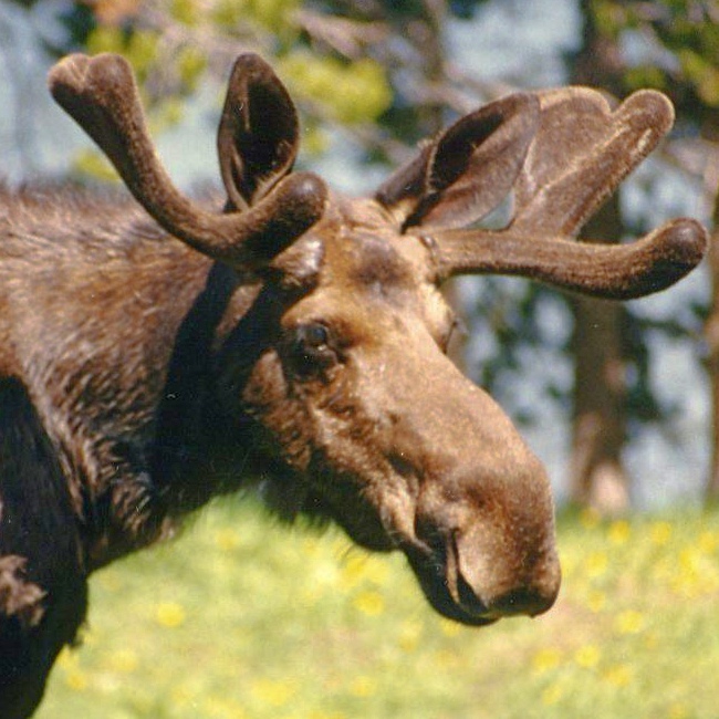 Research Spotlight: Moose