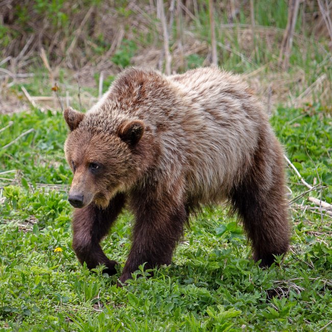 Research Spotlight: Grizzly Bear